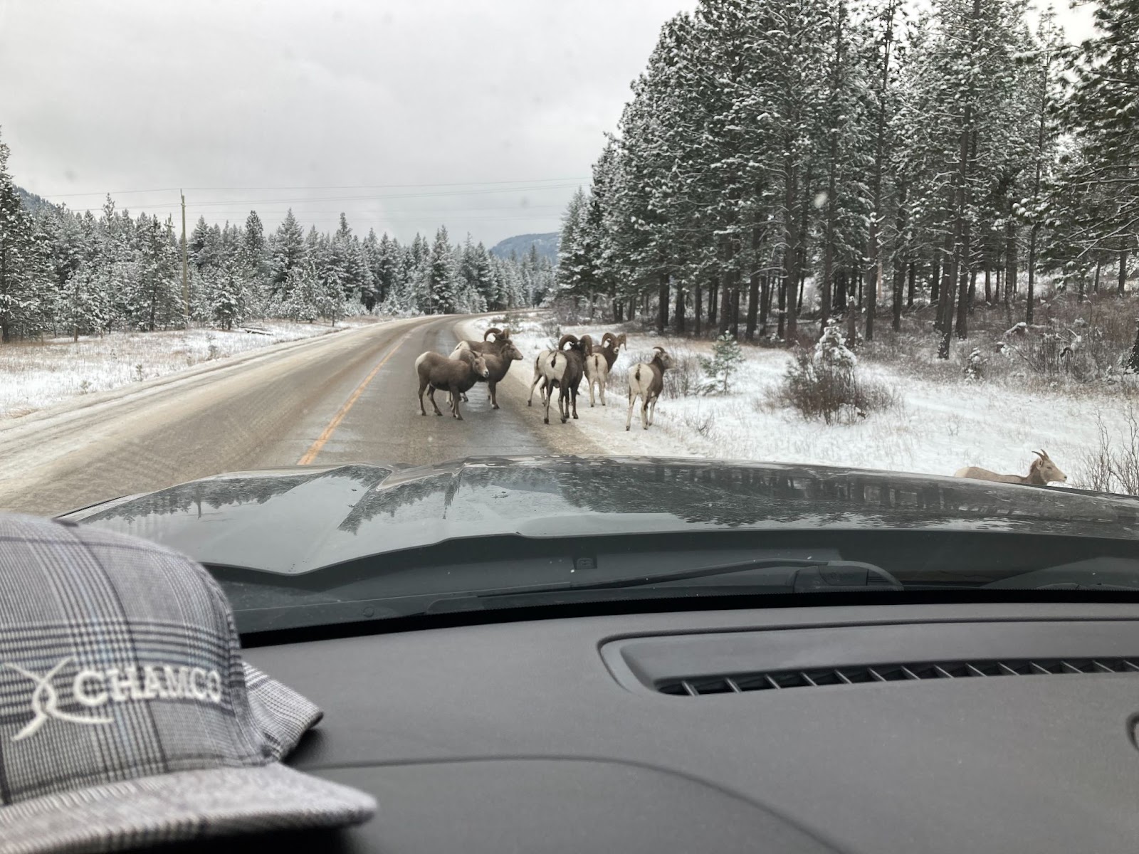 A Chamco hat on the dashboard of a truck with the view of mountain sheep on the road in front of the vehicle