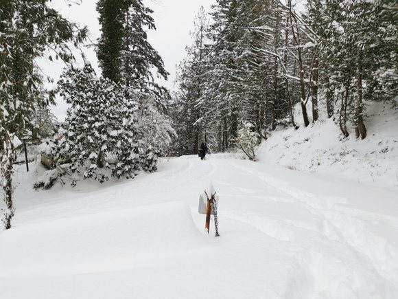 Snowy trees